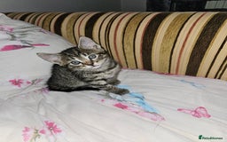 Bengal cats for sale: 5 kittens  - Image 1