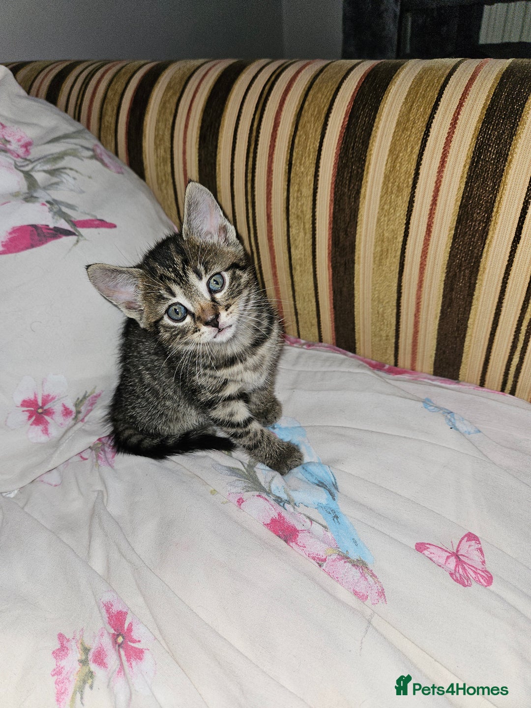 Bengal cats for sale: 5 kittens  - Image 1