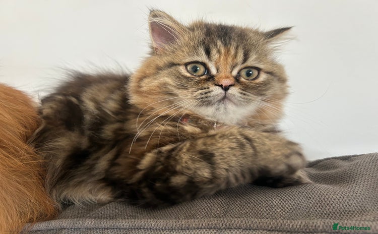 Persian cats for sale in Gateshead - Advert 1