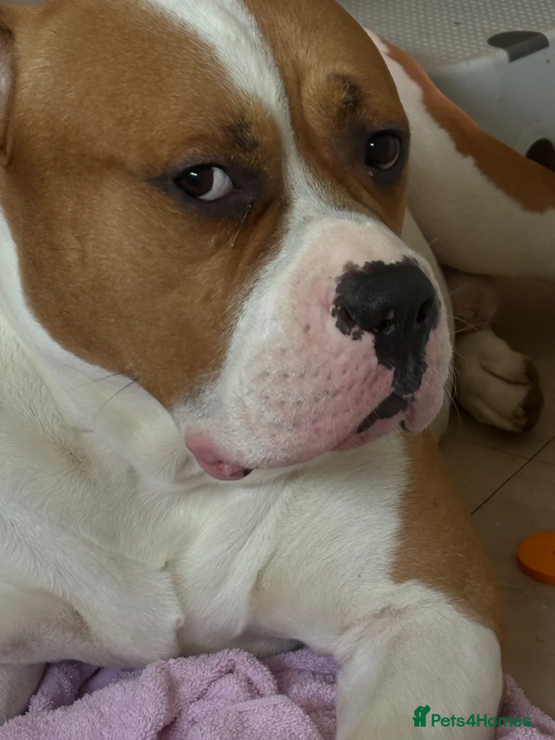 American Bulldog dogs for stud: Beautiful Boy to make a stud max  in Burntwood - Advert 2