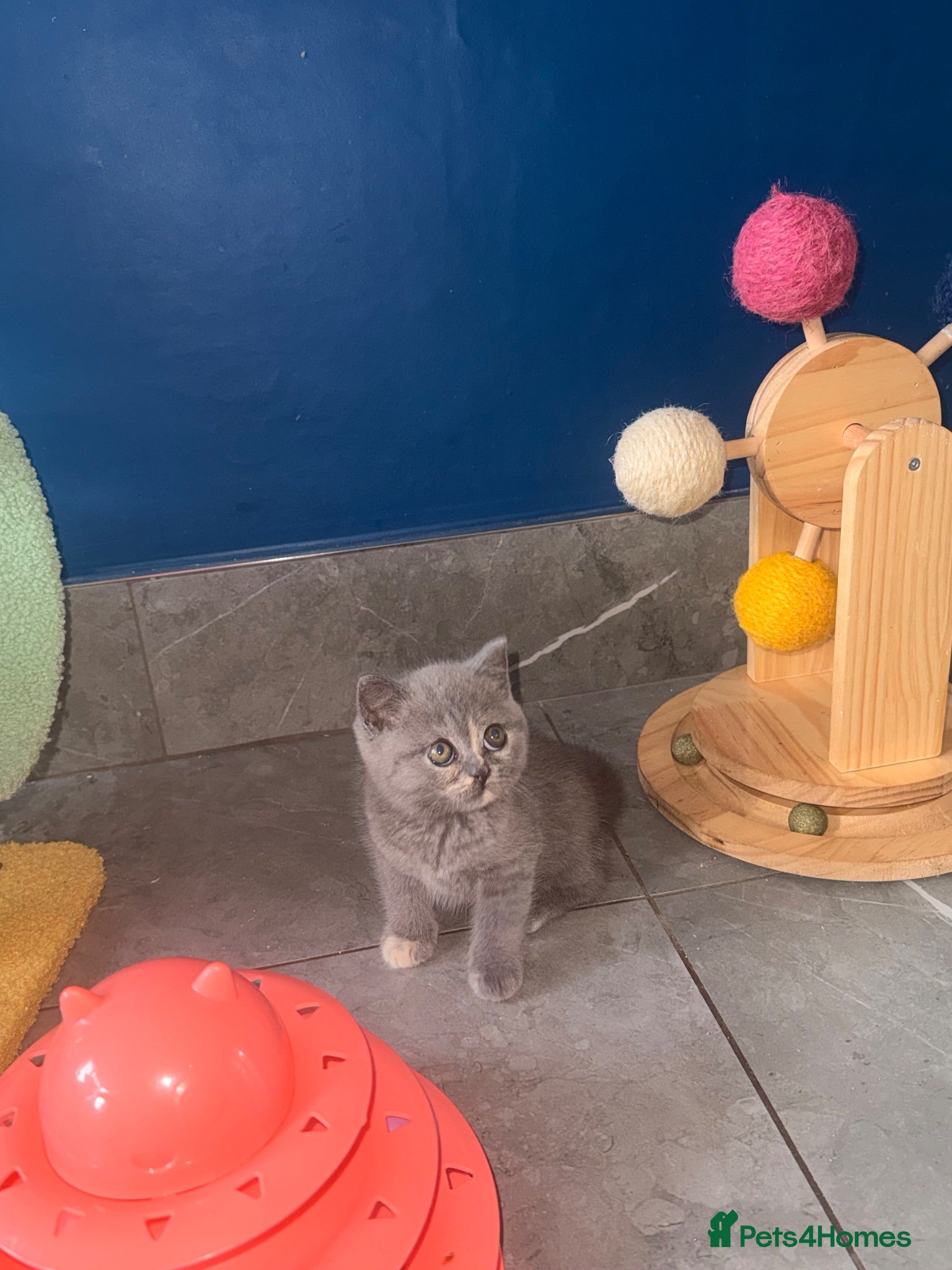 British Shorthair cats GCCF REGISTERED BRITISH SHORTHAIRS  - Advert 1