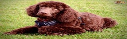 Standard Poodle dogs for stud: Beautiful Moyen Poodle Stud in Warwick - Advert 10