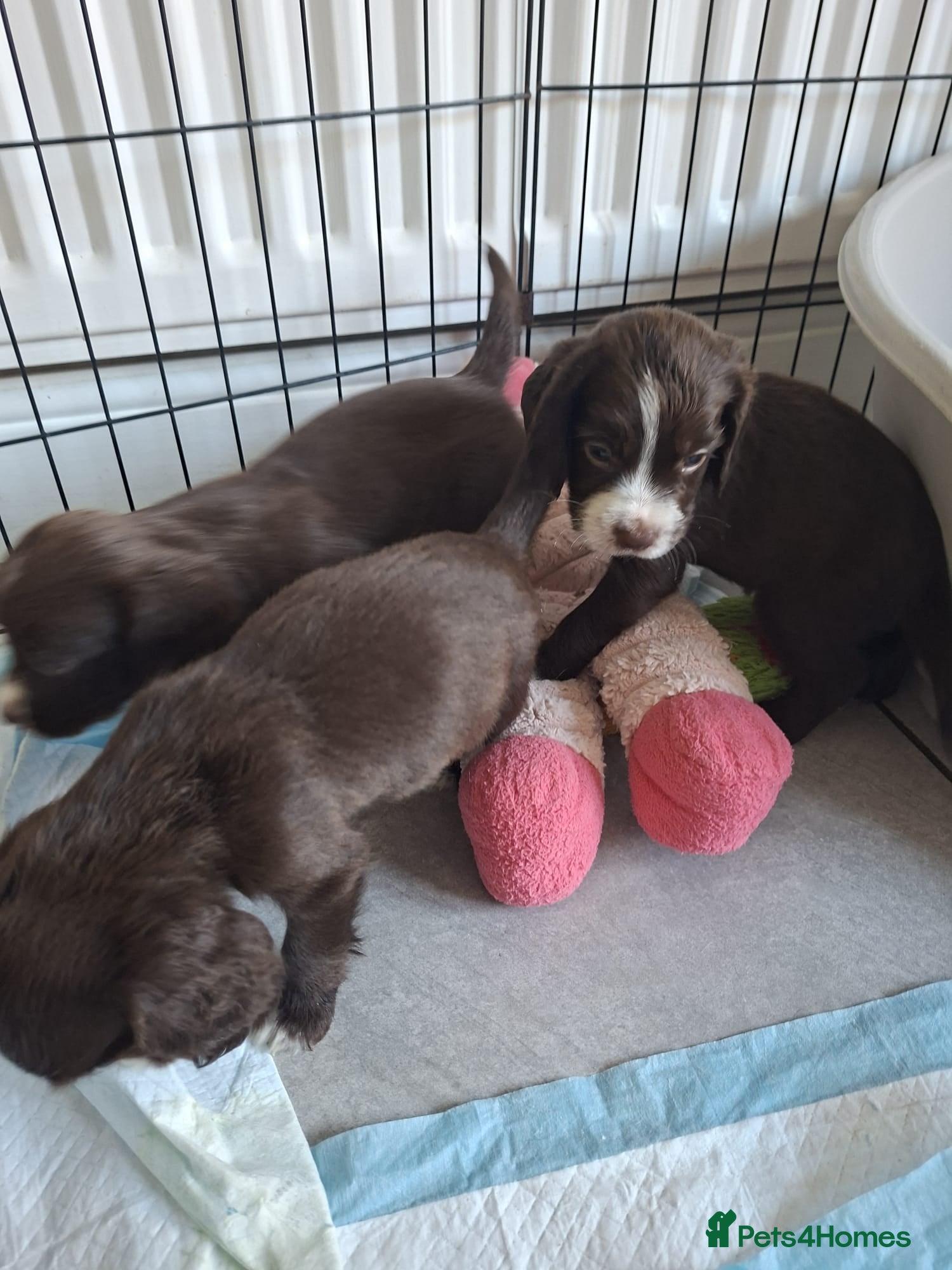 Sprocker dogs Sprocker pups - Advert 1