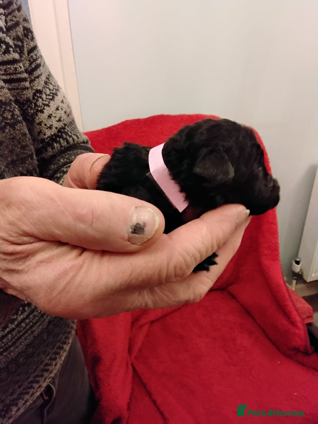 Standard Poodle dogs for sale: Beautiful KC Reg Standard Poodle Puppies - Advert 6