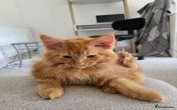 Maine Coon cats for sale: Two maine coon kittens for sale - Image 6