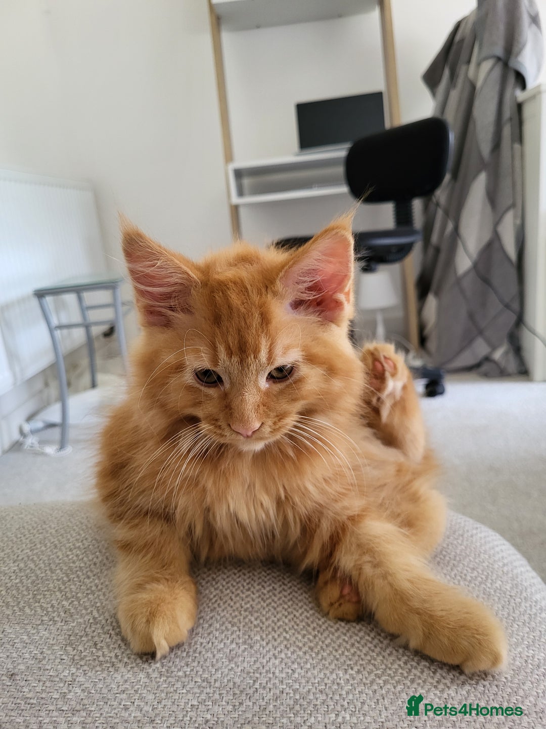 Maine Coon cats for sale: Two maine coon kittens for sale - Image 6