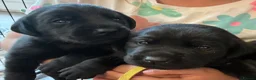 Labrador Retriever dogs for sale: Beautiful KC Black Labrador Puppies  - Advert 3