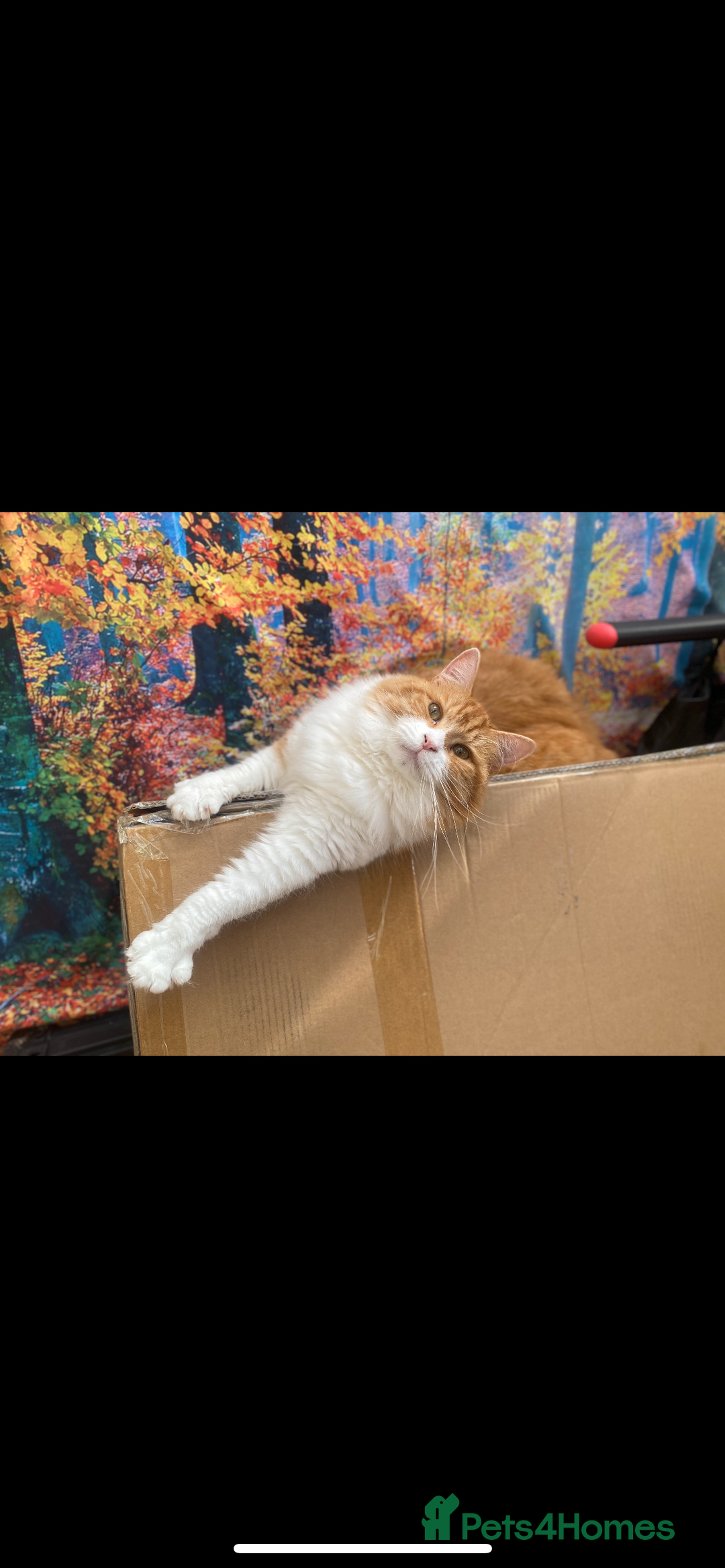 British Longhair cats for sale: Nobby - Advert 2