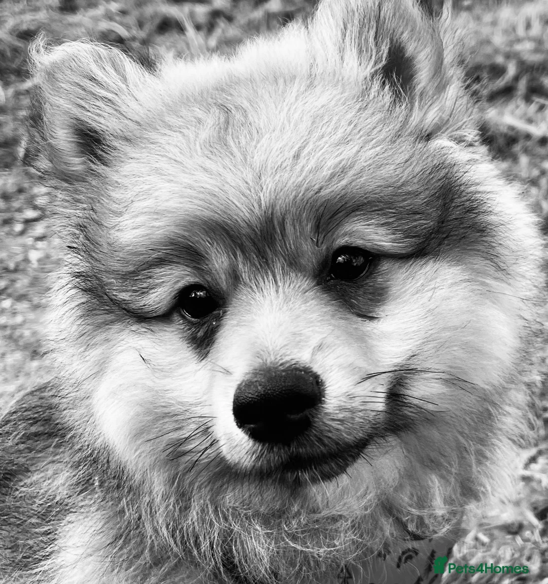 Pomeranian dogs for sale: 6 months Pomeranian looking for new home  - Advert 5