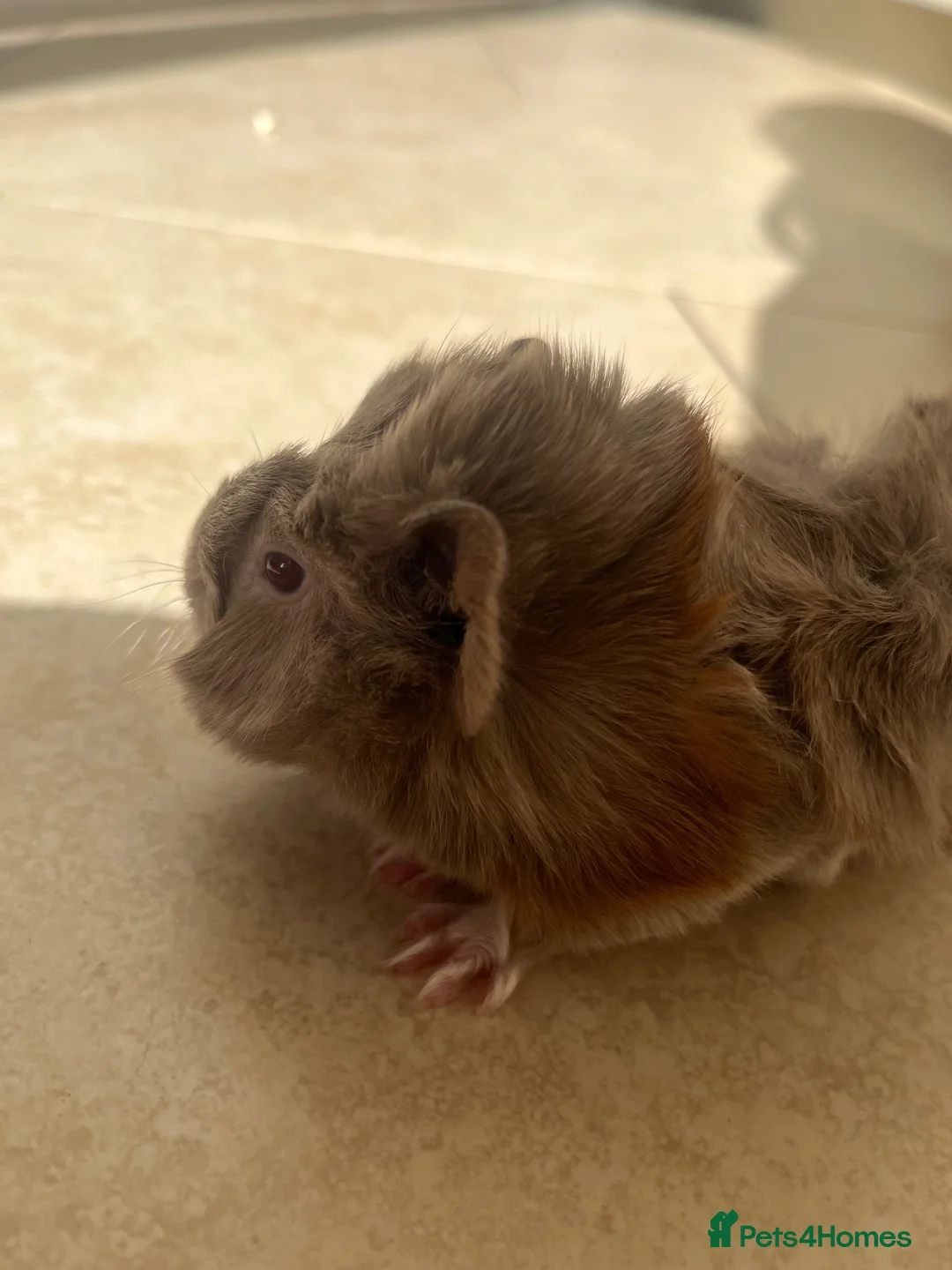 Guinea Pig rodents for sale: Male Guinea pig in Southampton - Advert 6