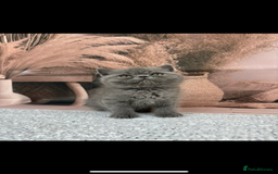 Exotic cats for sale: exotic  - Image 8