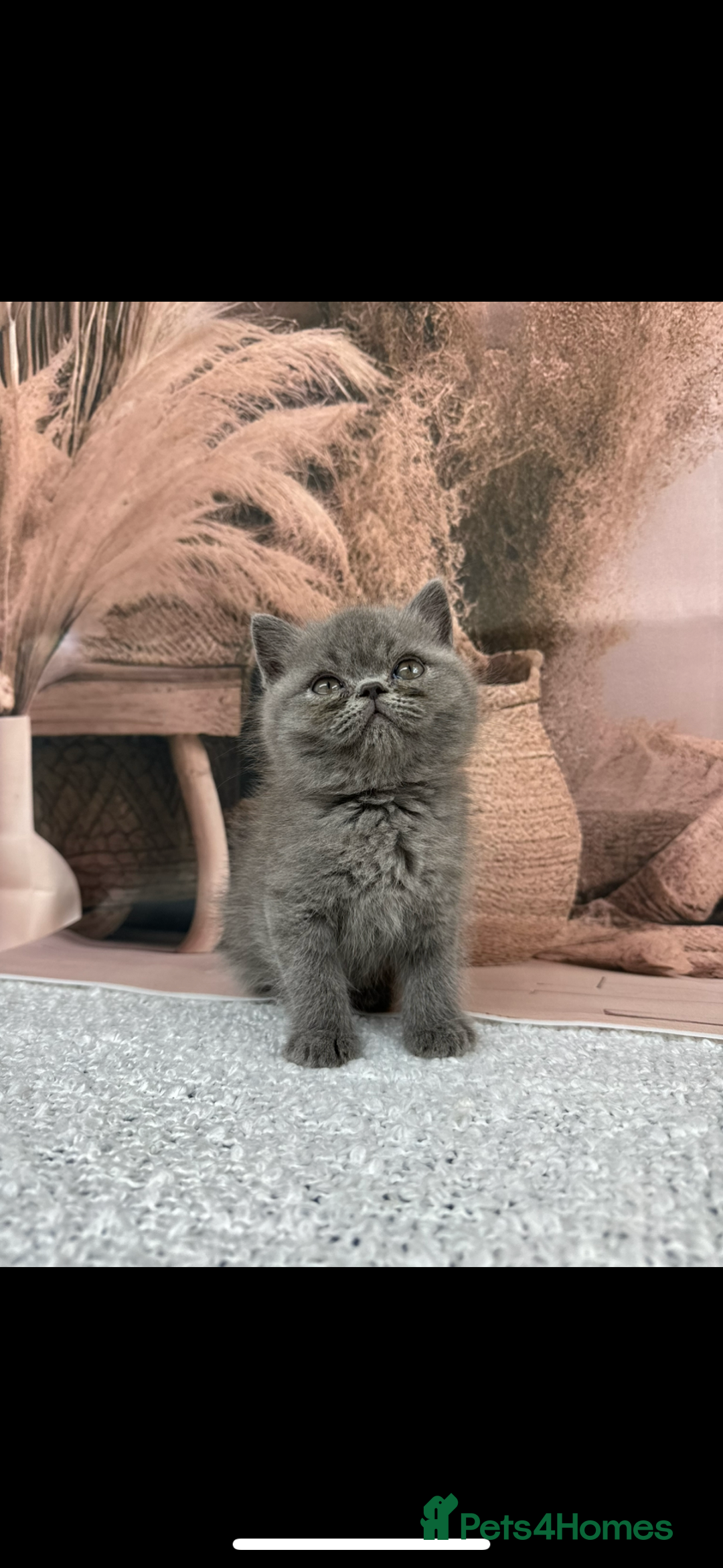 Exotic cats for sale: exotic  - Image 8