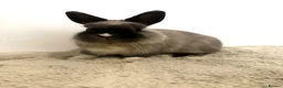 Netherland Dwarf rabbits for sale: Gorgeous Netherland dwarf male rabbit - Advert 7