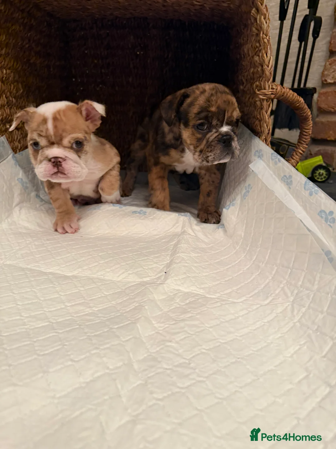 English Bulldog dogs for sale: English bulldog - Advert 2