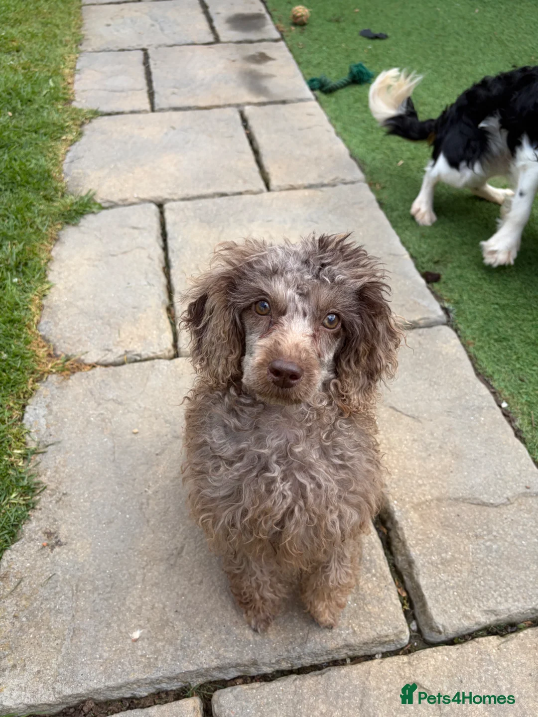 Cavapoo dogs for sale: Beautiful Cavapoo Girl in Redditch - Advert 2