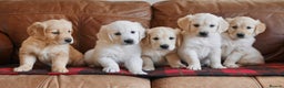 Golden Retriever dogs for sale: Quality KC Health Tested Golden Retriever Puppies - Advert 2
