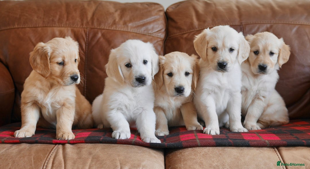 Golden Retriever dogs for sale: Quality KC Health Tested Golden Retriever Puppies - Advert 2