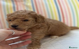 Toy Poodle dogs for sale: Tiny toy poodle boys  - Advert 34