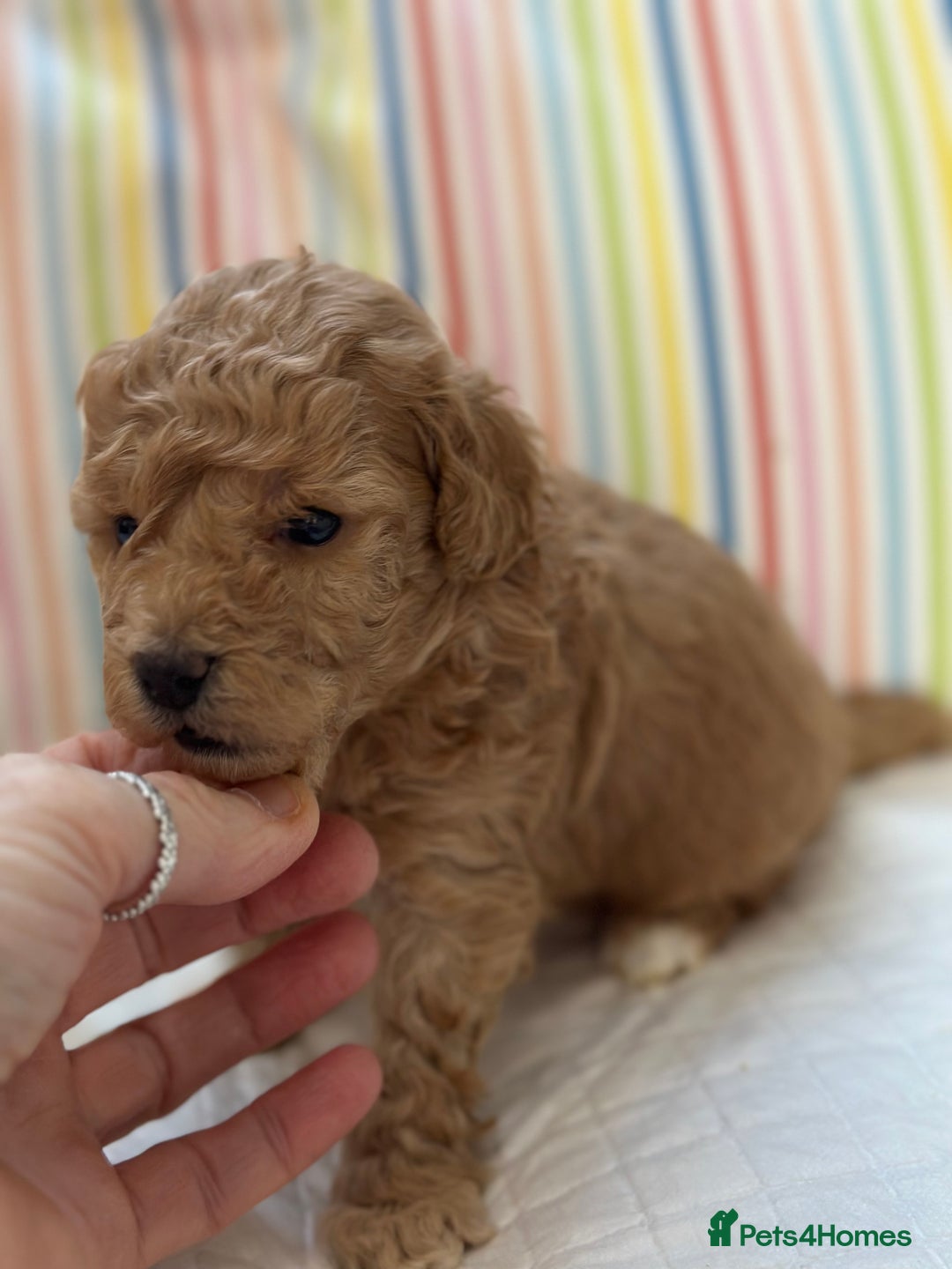 Toy Poodle dogs for sale: Tiny toy poodle boys  - Advert 34