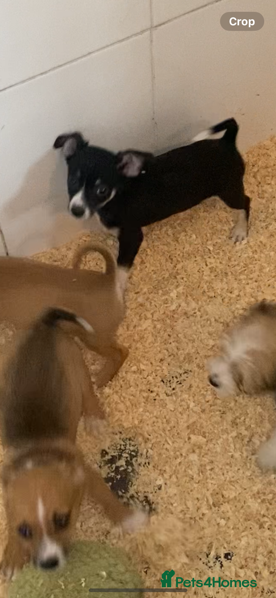 Mixed Breed dogs for sale: Jack x chi babies now available  - Advert 4