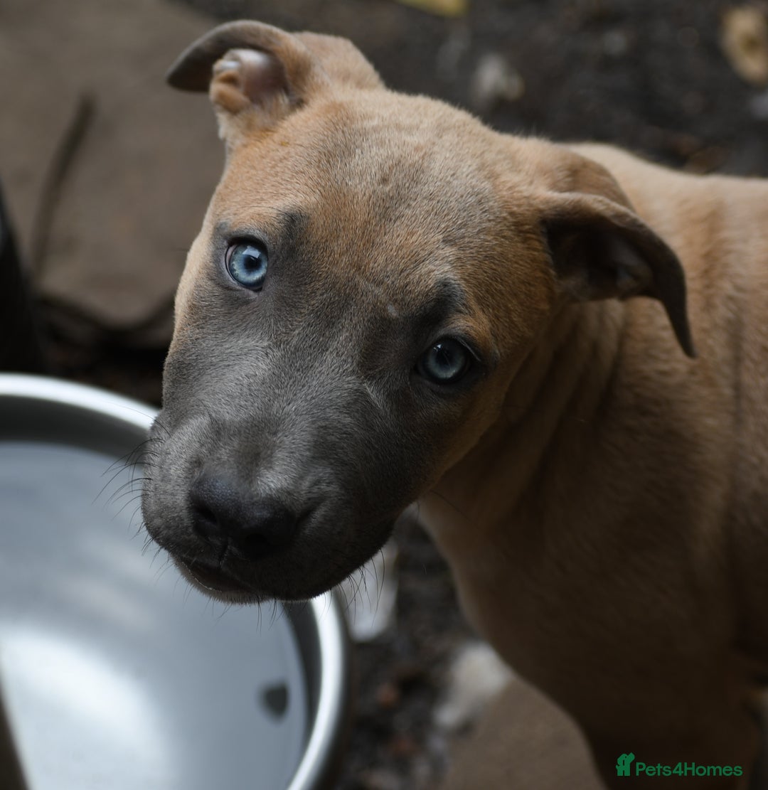 Mixed Breed dogs for sale: Mixed Breed w/Lurcher Mix Puppies ready for a home - Image 14