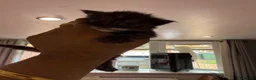 Maine Coon cats for sale: 3 gorgeous Maine coon kittens for sale - Advert 8