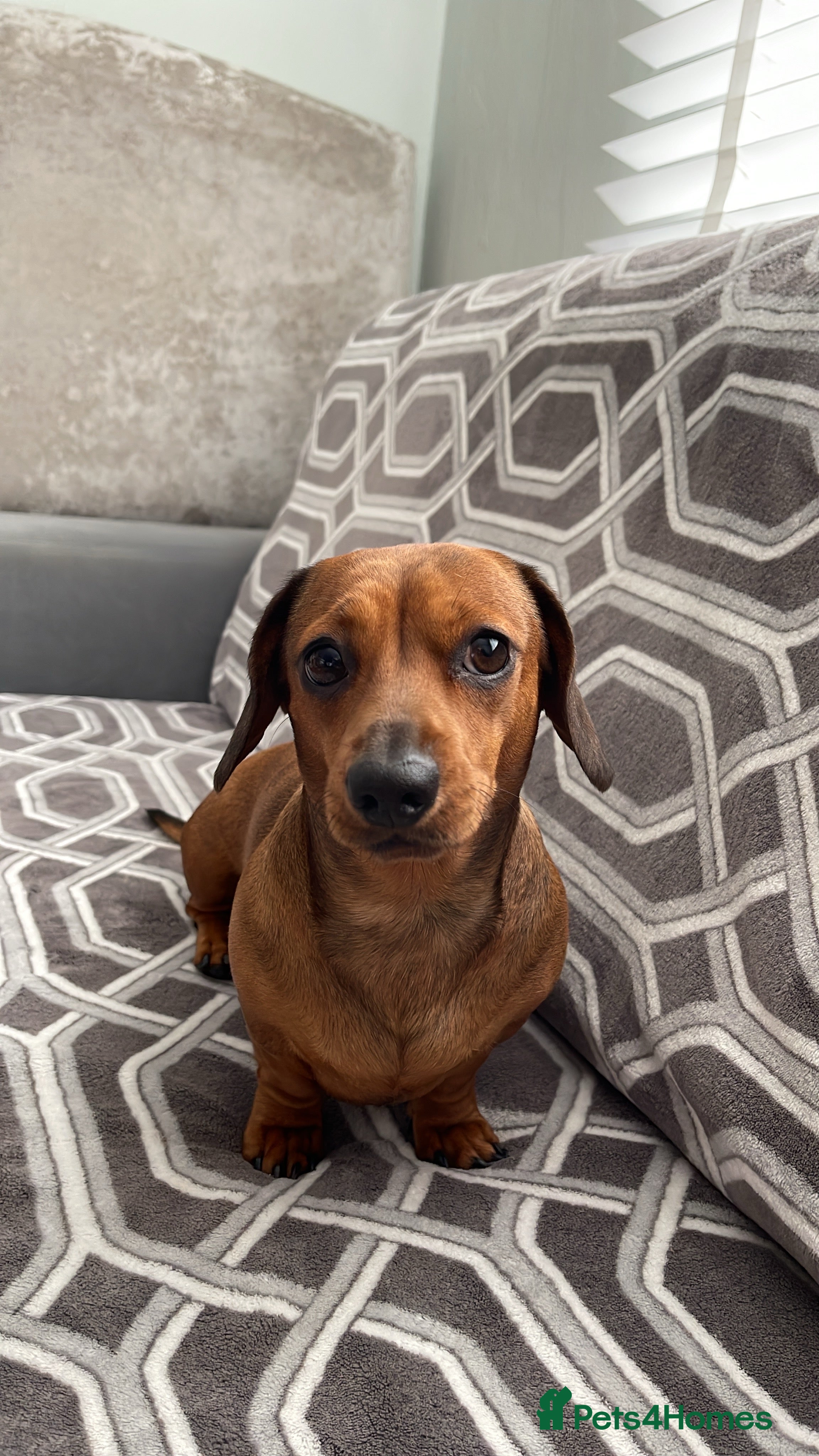 Miniature Dachshund dogs Dogs for sale in Derby - Advert 11