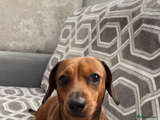 Miniature Dachshund dogs Dogs for sale in Derby - Advert 11