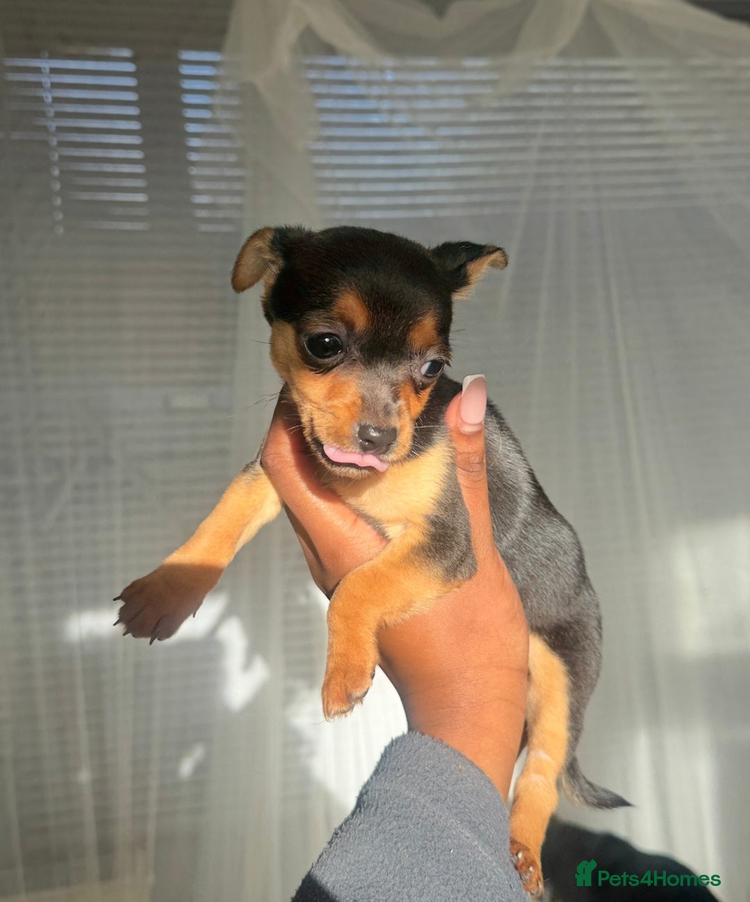 Mixed Breed dogs for sale: PUPPIES FOR SALE  - Advert 2