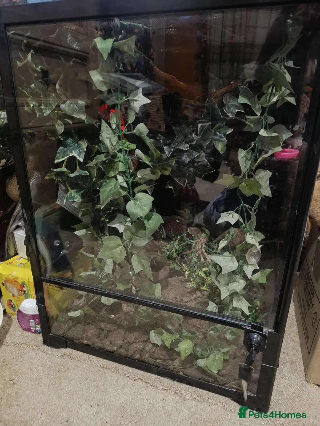 Gecko reptiles for sale: Cr sted Gecko high-end female - Advert 7