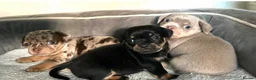 Mixed Breed dogs for sale: Pug x dachshund - Advert 2
