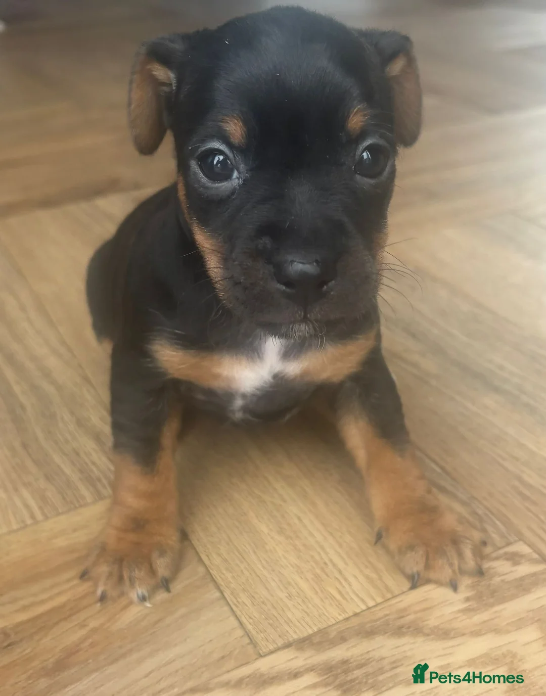 Jack Russell dogs for sale: 4 Beautiful Girl Jack Russell Puppies  - Advert 4