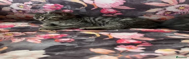 British Shorthair 2