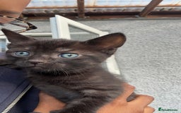 British Longhair cats for sale: female and male British Longhair kittens for sale  - Image 4
