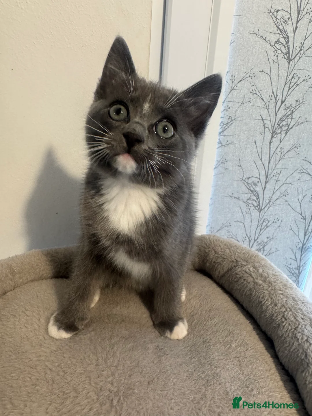 Ragdoll cats for sale: Adorable Ragdoll Kittens - Advert 19