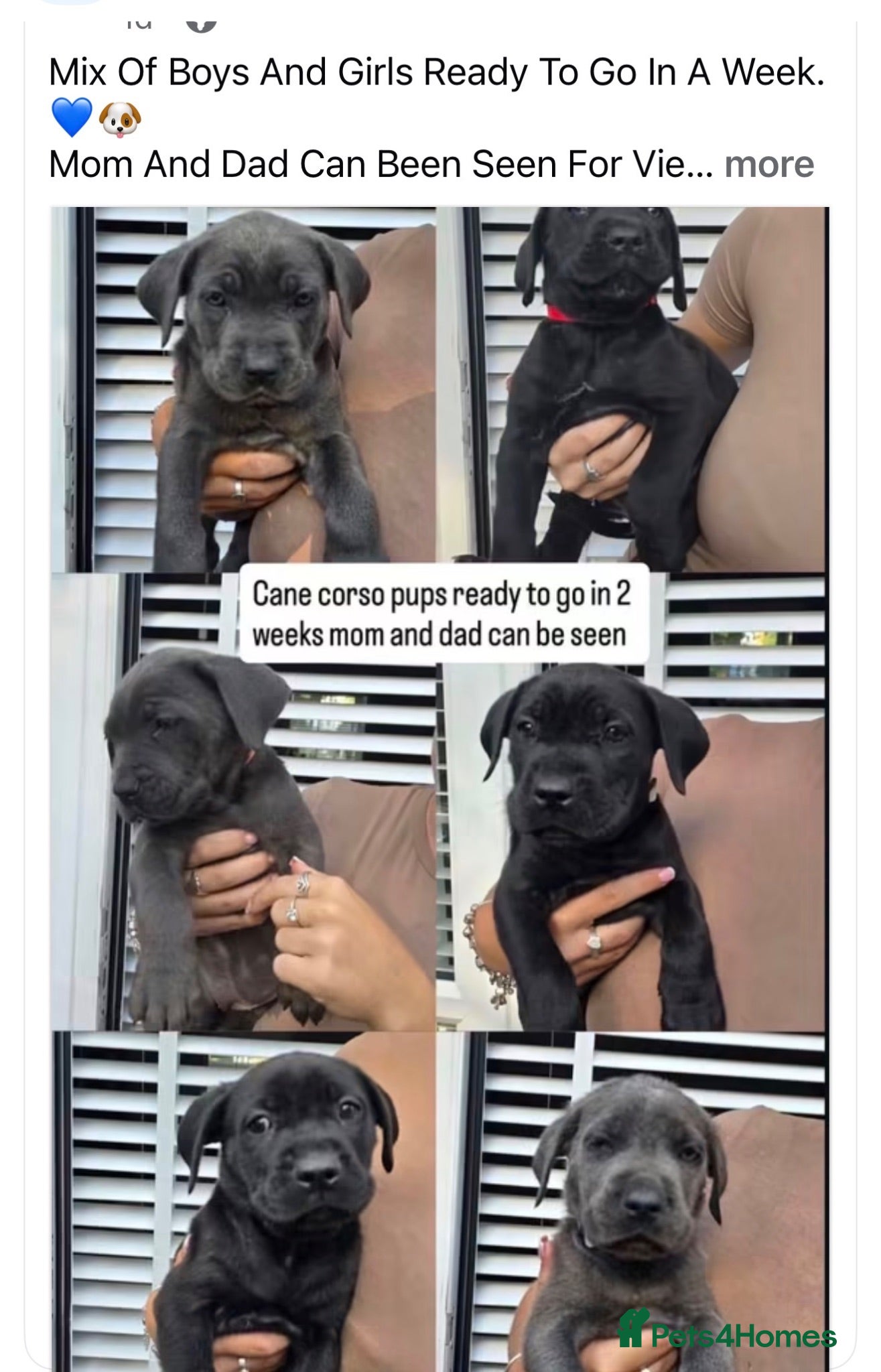 Cane Corso dogs Cane corso pupps  - Advert 1