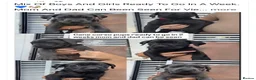 Cane Corso dogs for sale: Cane corso pupps  - Advert 1