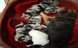 Jack Russell dogs for sale: Rare short legged Jack Russell puppies - Image 8