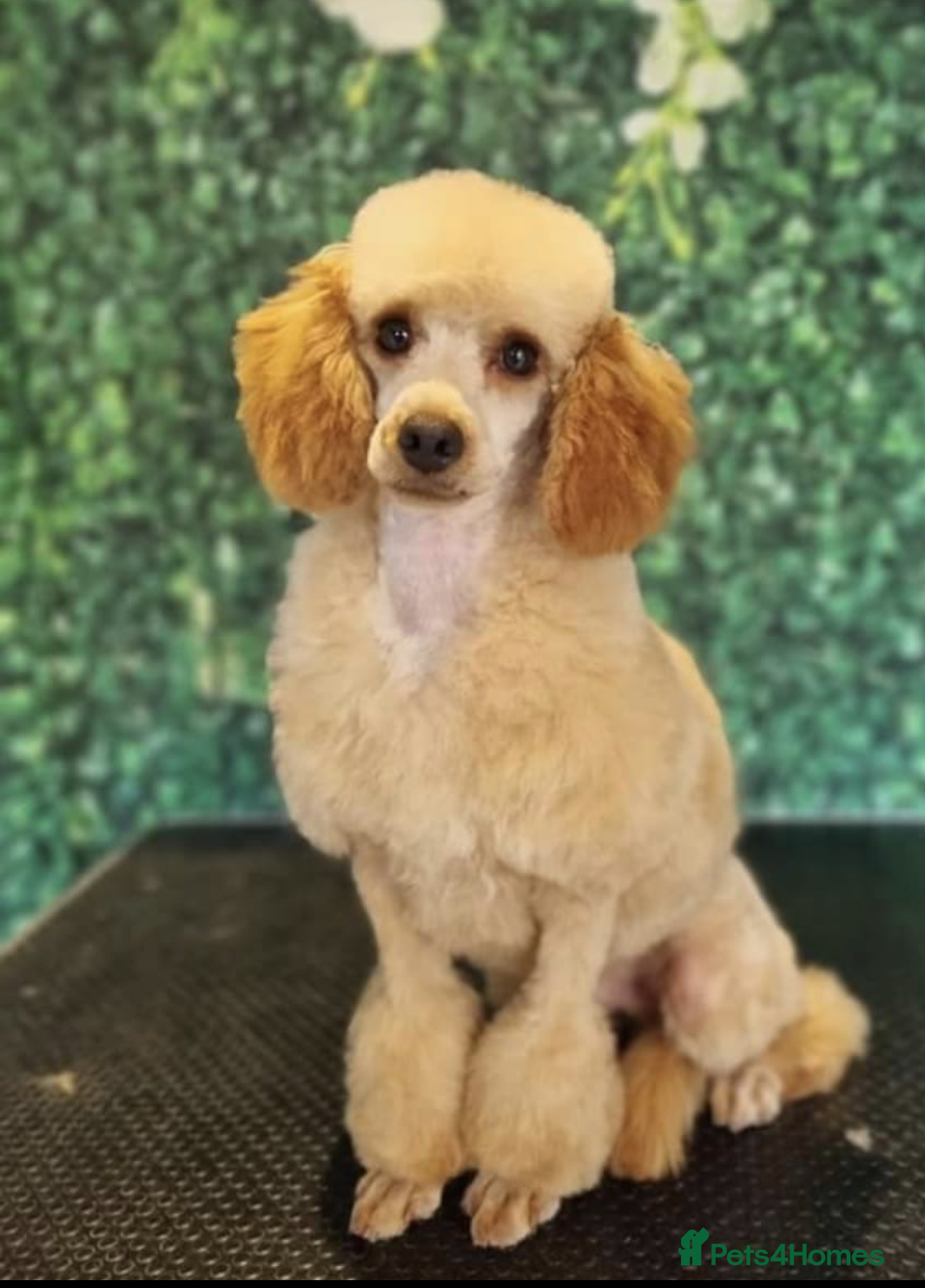 Cockapoo dogs Miniature F1 Cockapoo Pups, Health Tested Parents - Advert 1