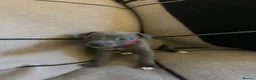 Whippet dogs for sale: Exceptional Puppies from health tested parents - Advert 7