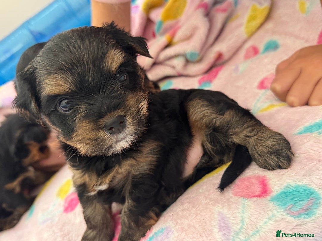 Yorkshire Terrier dogs for sale: original breed yorkshire terrier  - Image 6