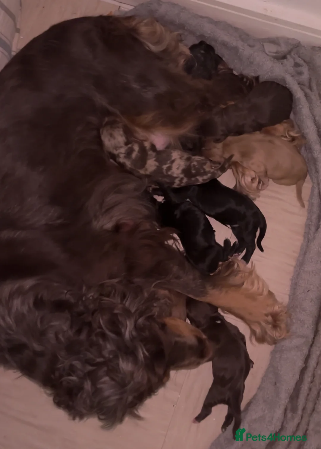 Cocker Spaniel dogs for sale: 🌈Beautiful rainbow litter of cocker spaniels🌈 - Advert 2