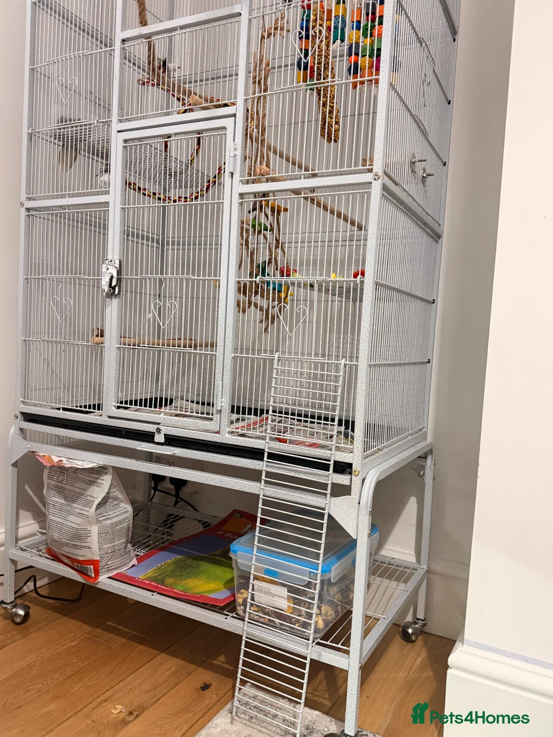 Parakeets birds for sale: Beautiful funny Indian Ringneck loves to sing, fly - Advert 11