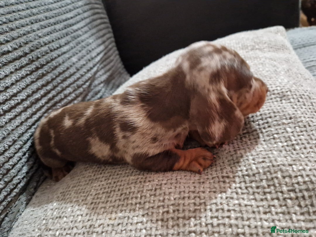 Miniature Dachshund dogs for sale: Miniature Smooth Haired Dachshund  - Advert 12