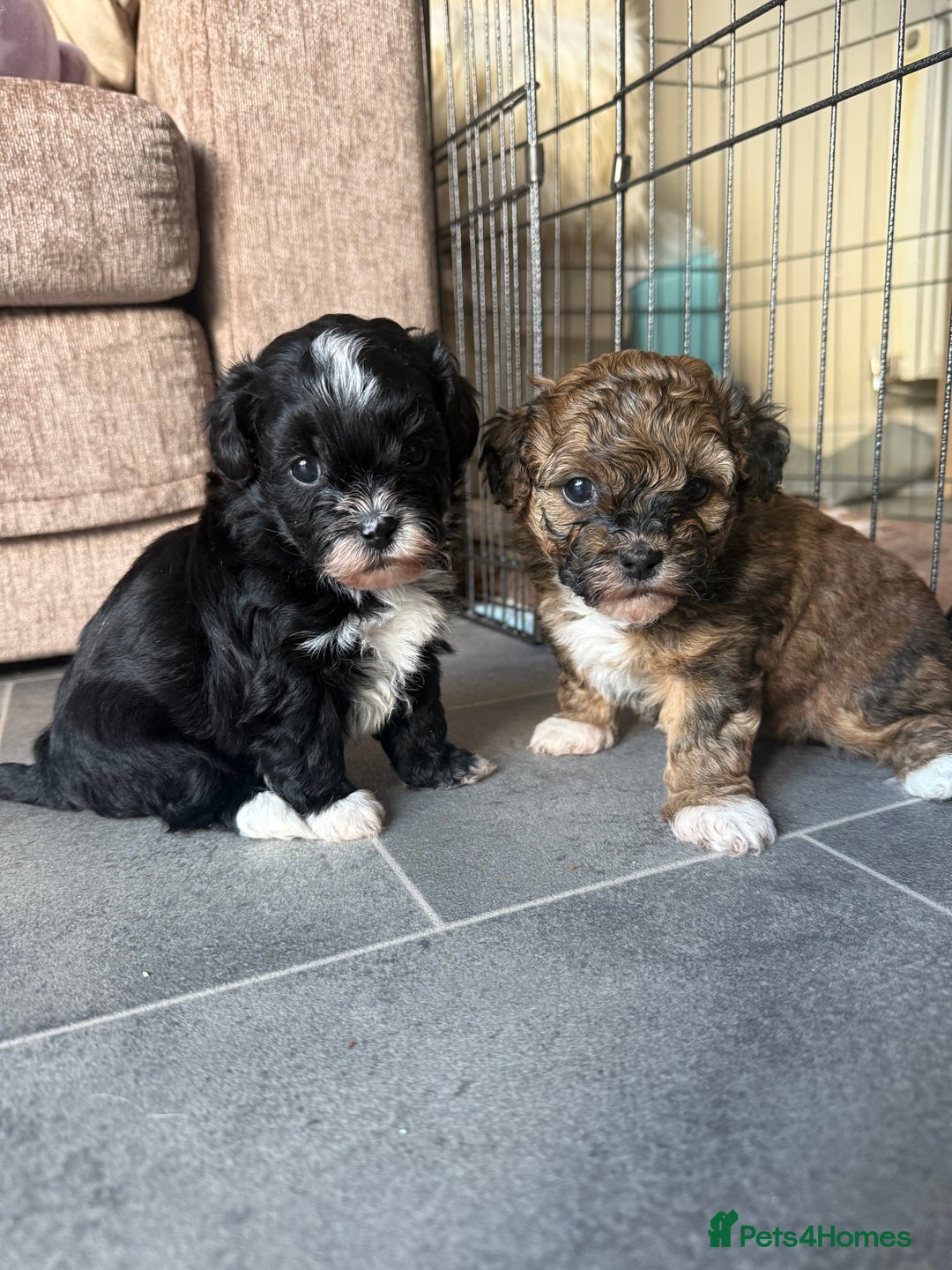 Shihpoo dogs for sale: Gorgeous Shihpoo pups for sale  - Image 5