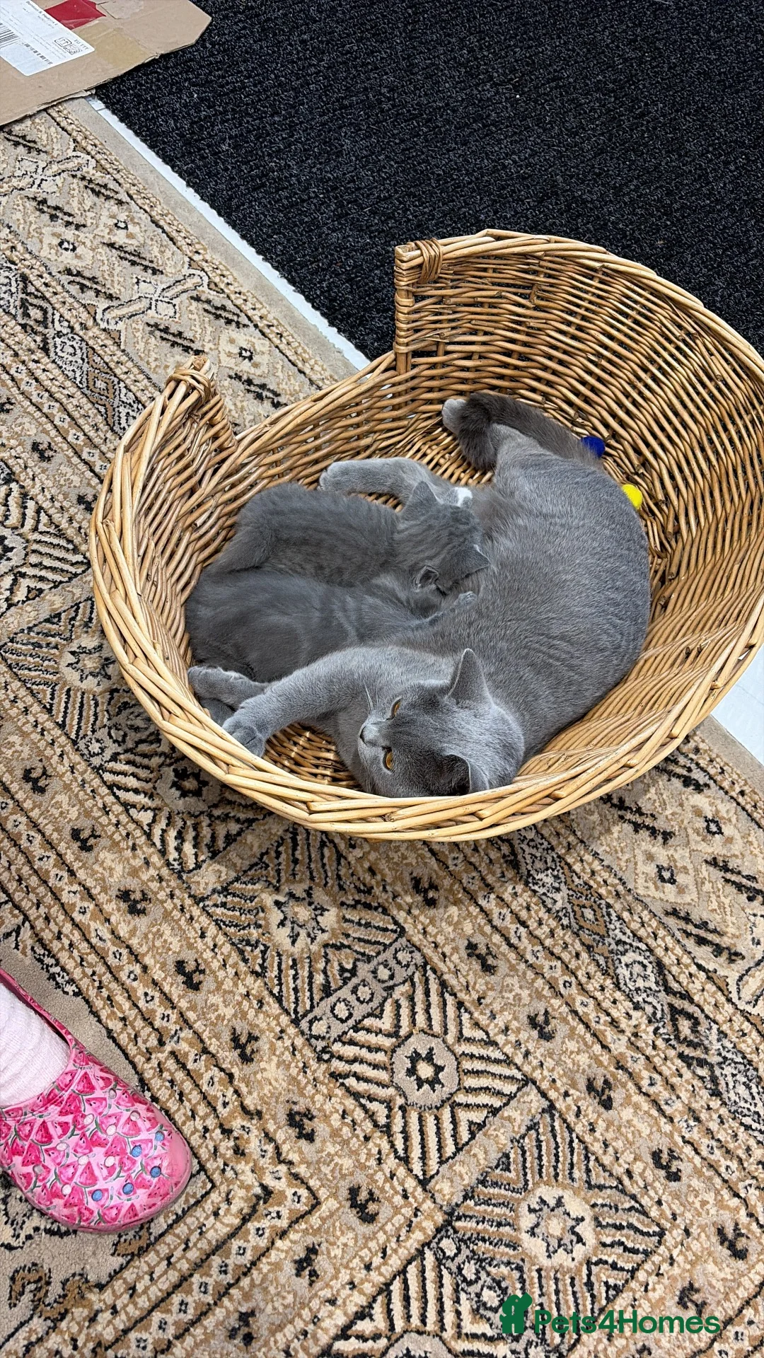 British Shorthair cats for sale: Two British shorthairs for sale  - Advert 11