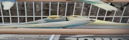 Mixed Breed birds for sale: Budgies for sale  - Advert 24