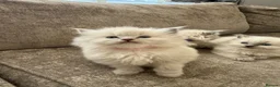 Ragdoll cats for sale: Beautiful Ragdoll Kittens - Advert 4