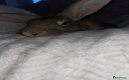 Mixed Breed rabbits for sale: Bertie is looking for his forever home - Image 2