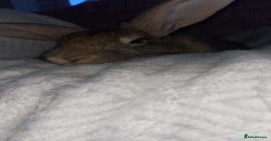 Mixed Breed rabbits - Advert 4